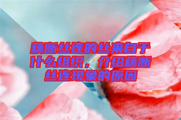 藕斷絲連的絲來自于什么組織，介紹藕斷絲連現(xiàn)象的原因