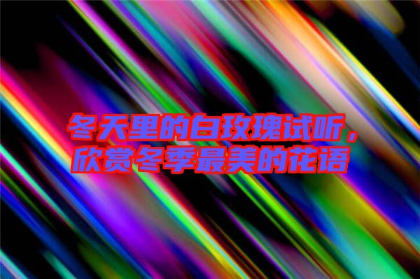 冬天里的白玫瑰試聽(tīng)，欣賞冬季最美的花語(yǔ)