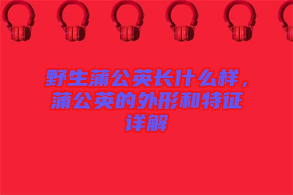 野生蒲公英長(zhǎng)什么樣，蒲公英的外形和特征詳解